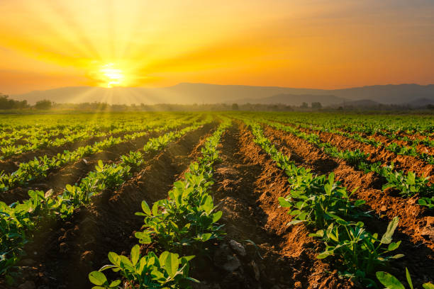 Farming