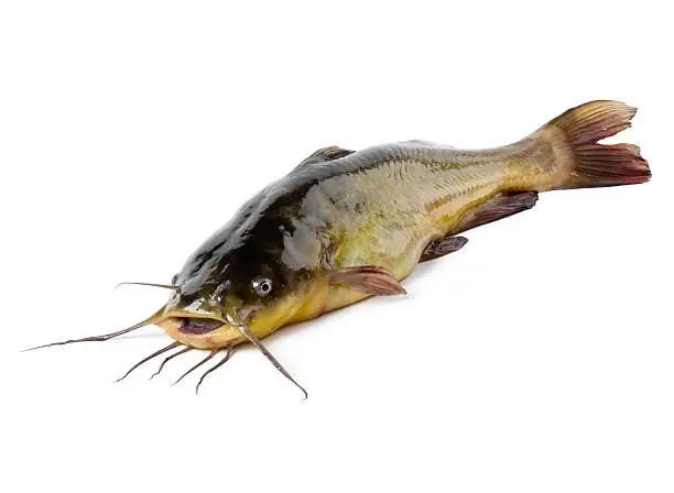 How to Start Catfish Farming: A Beginner’s Guide to Profitable Aquaculture