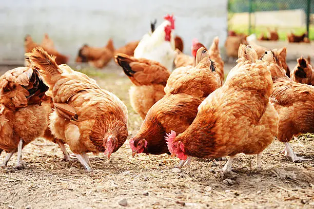 How to start poultry