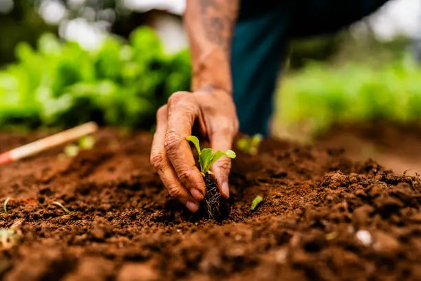 The Backbone of Civilization: A 21st Century Look at Agriculture